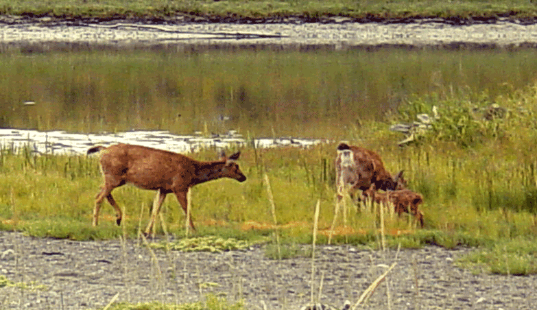 Two deer on Dungeness Spit, Washington.